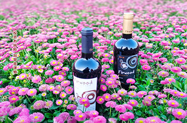 葡萄酒的分類你知道嗎？